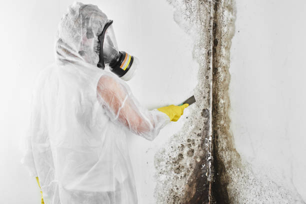Best Professional Mold Removal  in Ocean Gate, NJ