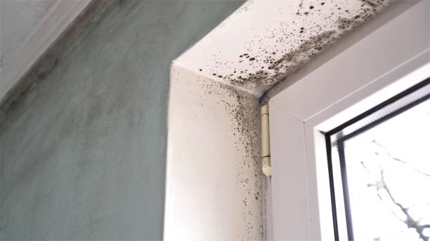 Best Affordable Mold Removal  in Ocean Gate, NJ