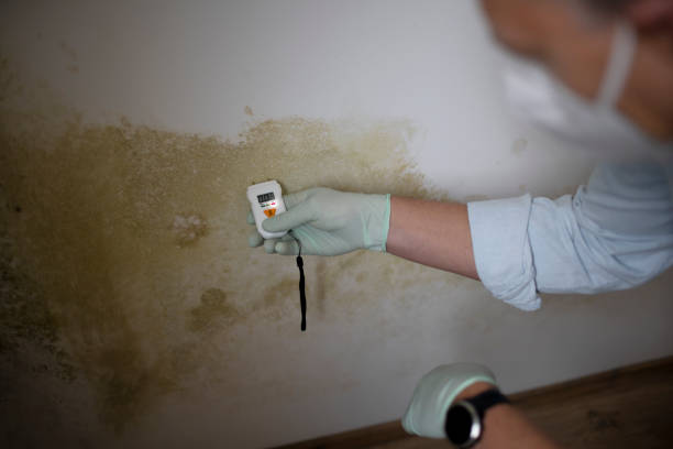 Best Emergency Mold Removal  in Ocean Gate, NJ