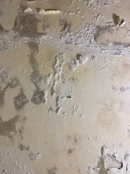 Best Mold Testing  in Ocean Gate, NJ