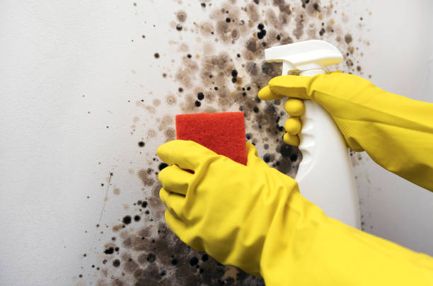 Best Professional Mold Removal  in Ocean Gate, NJ