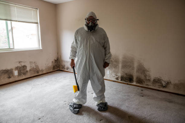 Attic Mold Removal in Ocean Gate, NJ