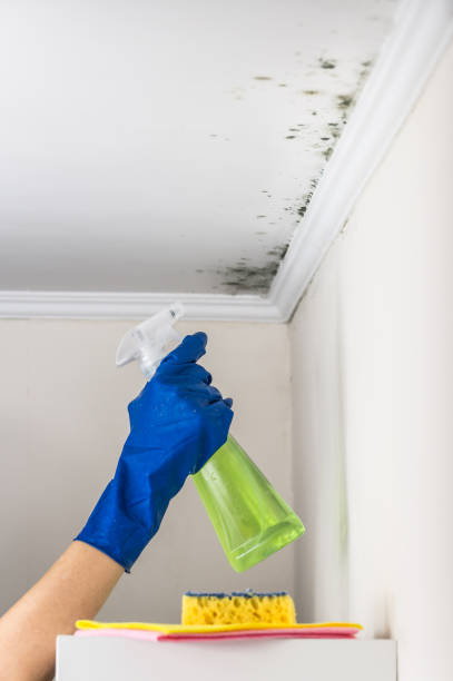 Best Mold Damage Repair  in Ocean Gate, NJ