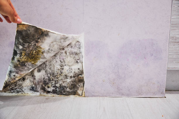 Best Certified Mold Removal  in Ocean Gate, NJ